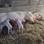 Farm Il Carro Del Colle *