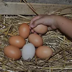 Farm Il Carro Del Colle