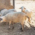 Farm Il Carro Del Colle
