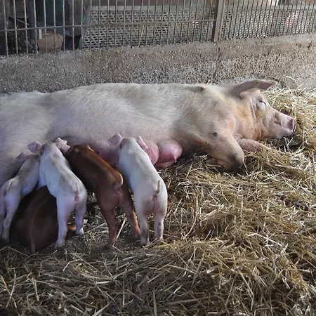 Farm Il Carro Del Colle *