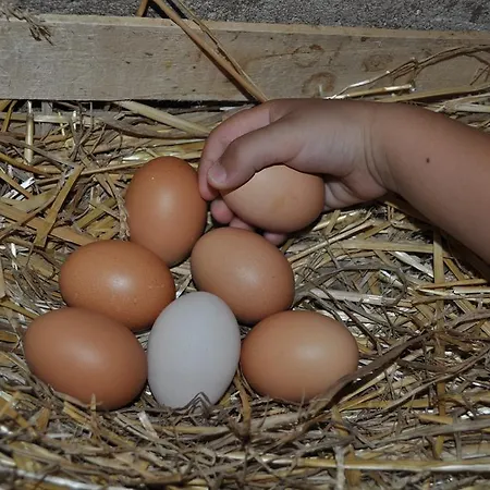 Farm Il Carro Del Colle