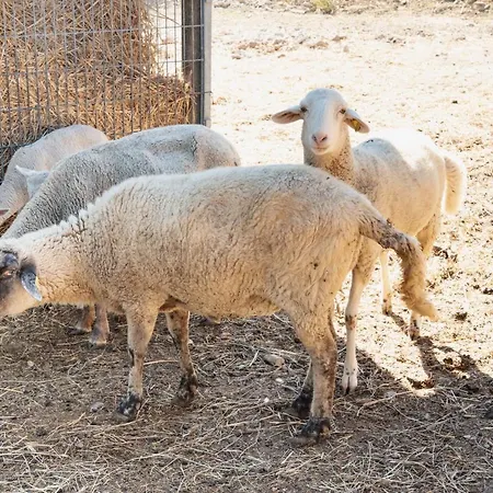 Farm Il Carro Del Colle