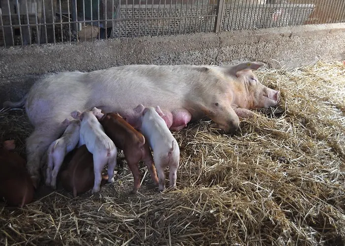 Farm Il Carro Del Colle *