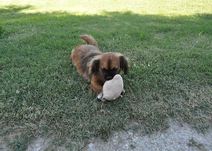 Farm Il Carro Del Colle Alojamento de Turismo Rural Colvalenza